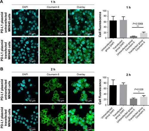 Figure 4 Cellular uptake analyses in MKN45 cells.Notes: The hydrophobic Coumarin 6 was used to mimic the existence of docetaxel. The same concentration of well-dispersed fluorescent NPs (0.125 mg/mL) and Coumarin 6-PEG-PCL-mAb NPs was applied for incubation with the PD-L1 plasmid transfected and untransfected MKN45 cells for 1 hour (A) and 2 hours (B) at 37°C. Scale bars are labeled on the figures. **P<0.01, and *P<0.05 were considered significant.Abbreviations: mAb, monoclonal antibody; NP, nanoparticle; PD-L1, programmed death-ligand 1; PEG-PCL, poly (ethylene glycol)-poly (ε-caprolactone).