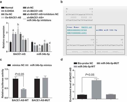 Figure 4. BACE1-AS specifically binds to miR-34b-5p. A. Detection of BACE1-AS and miR-34b-5p expression in the substantia nigra of rats in each group by RT-qPCR; B. Prediction of binding site of BACE1-AS and miR-34b-5p at bioinformatics site; C. Verification of the regulatory relationship between BACE1-AS and miR-34b-5p by dual-luciferase reporter gene assay. D. Verification of the binding site between BACE1-AS and miR-34b-5p by RNA-pull down assay; the data in the figure were all measurement data expressed as mean ± standard deviation; a, P < 0.05 vs the normal group; b, P < 0.05 vs the oe-NC group; c, P < 0.05 vs the sh-NC group; d, P < 0.05 vs the sh-BACE1-AS+inhibitors NC group