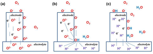 Figure 1. Illustration of the oxygen electrode mechanisms in an O-MIEC electrode material on (a) an oxide ion conductor and (b) a proton conductor, as well as (c) a P-MIEC electrode material on a proton conducting electrolyte. Reprinted with permission from [Citation23], © Elsevier 2015.