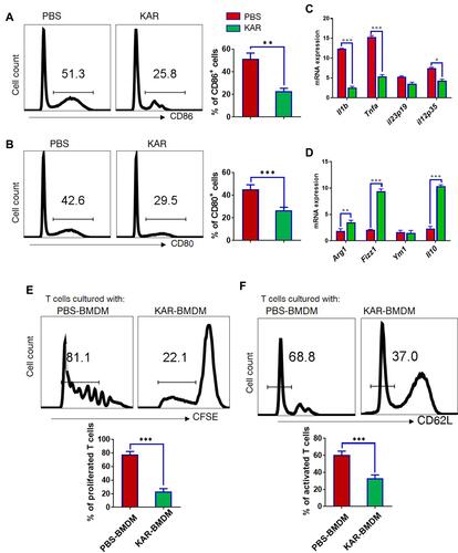 Figure 3 KAR mediates macrophage phenotype and function. (A) Mouse bone marrow-derived macrophages (BMDM) were stimulated with LPS (100 ng/mL) and incubated in vitro with KAR (20 µg/mL) or phosphate buffer saline (PBS). After 2 days of stimulation, flow cytometry was performed to analyze (A) CD86 and (B) CD80 expression on BMDC. (C and D) qRT-PCR was performed to determine the expression levels of indicated genes. Two groups of BMDM were obtained as described above and co-cultured with splenic naïve CD4+ T cells pre-labelled with carboxyfluorescein succinimidyl ester (CFSE) in the presence of anti-CD3/CD28. The ratio of T cells: BMDM was 4:1. After 5 days of co-culture, flow cytometry was performed to analyze (E) the dilution of CFSE intensity and (F) the surface expression level of CD62L. *P < 0.05, **P < 0.01, ***P < 0.001, Student’s t test. Triplicates were carried out in each experiment. Representative results from one of three independent experiments were shown.