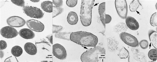 Figure 9.  Transmission electron microscopy of thin sections of fixed B. subtilis incubated for 45 min at 37°C. Magnification 25,000×. Bars correspond to 200 nm. Left, without any additions. Middle, incubated in the presence of 72 µg/ml of peptide I. Right, incubated in the presence of 72 µg/ml of peptide II. While live bacteria predominate in the control, non-viable ones predominate in the presence of either peptide. The bacterial membrane is compromised in the same way by the presence of peptide, where leakage of internal contents is visible. Arrows mark regions of membrane rupture.