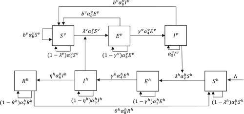 Figure 1. Schematic diagram for the malaria transmission. The mosquito population is divided into three groups, Sv, Ev and Iv and the human population is divided into four groups, Sh, Eh, Ih and Rh. The mosquito infection rate λv(n) is given in (Equation2.3(2.3) λv(n)=βhrIh(n)Nh(n),(2.3) ), and the human infection rate λh(n) is given in (Equation2.5(2.5) λh(n)=G(L(n)),(2.5) ).