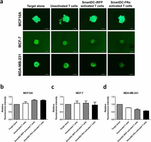 Figure 6. Cytotoxic function of T lymphocytes activated by SmartDC-FRα against BC spheroid cultures examined by fluorescence microscopy. (a) Representative fluorescence spheroid images of target cell lines expressing mWasabi green fluorescence protein were taken after 4 days of coculture with indicated effector cells at an effector to target ratio of 20:1. Target alone indicates target cells without the presence of T lymphocytes. Scale bars indicate 500 µm. Bar graph of relative fluorescence intensity of (b) MCF10A, (c) MCF-7, (d) MDA-MB-231 spheroids after cocultured with unactivated T lymphocytes (white bar), T lymphocytes activated by SmartDC-iRFP (gray bar), and T lymphocytes activated by SmartDC-FRα (black bar). Fluorescence intensity of target cell spheroids alone without cocultured with effector cells were used as control. Data is represented from 2 independent donors.