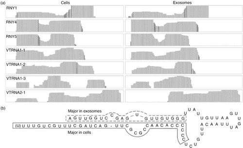 Fig. 4.  yRNA and vault RNA (vRNA). (a) Coverage tracks of identified vRNAs and yRNAs in cells and exosomes and (b) 2D structure of hRNY5, with the predominant fragments identified in cells and exosomes indicated.