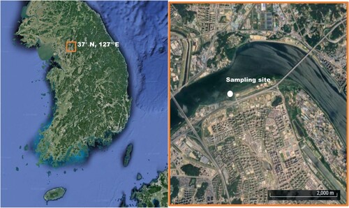 Figure 1. Sampling location of Daphnia galeata HK in Korea. The small orange box in the left panel corresponds to the large orange box (right panel). The white dot in the right panel indicates the sampling site (37°34'50"N, 127°10'42"E).