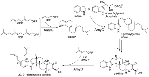 Fig. 5. Summary of the reactions catalyzed by AmyC, D, and G.