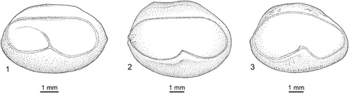 Figure 3. Right sagitta from: (1) Petrotyx sanguineus (Meek & Hildebrand, Citation1928), ANSP 188852, SL 127 mm; (2) Sirembo imberbis, ZMUC P77753, SL 171 mm; (3) Spottobrotula mahodadi, holotype, KUMF 02842, SL 216 mm.