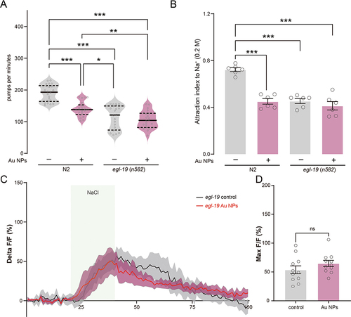 Figure 7 The voltage-gated calcium channel EGL-19 is required for Au NPs-induced calcium transit change in ASEL neurons. (A) The pumping rate quantification of 0 and 100 μg/mL Au NPs-exposed wild type and egl-19 mutant worms. (B) The attraction index of 0 and 100 μg/mL Au NPs-exposed wild type and egl-19 mutant worms to NaCl. (C) The calcium transit dynamics of ASEL neuron of 0 and 100 μg/mL Au NPs-pre-exposed egl-19 worms to 20 mM NaCl. (D) The max intensity of the fluorescence signal of (C). Gray represents the 0 μg/mL Au NPs group, magenta represents the 100 μg/mL Au NPs group. Data are shown as mean ± SE. The “ns” represents not significant. P values are represented as *p < 0.05, **p < 0.01, ***p < 0.001.