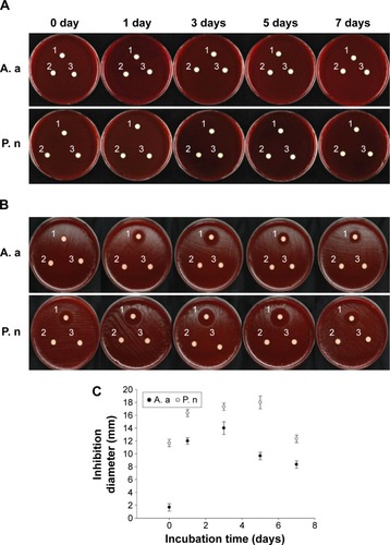 Figure 6 Inhibition zone of Aggregatibacter actinomycetemcomitans (A. a) and Prevotella nigrescens (P. n) growth using (A) PLGA-lovastatin-chitosan-tetracycline 0.1% (1: PLGA-lovastatin-chitosan-tetracycline 0.1%, compared with 2: PLGA-lovastatin-chitosan, and 3: PLGA-chitosan) and (B) PLGA-lovastatin-chitosan-tetracycline 0.3% (1: PLGA-lovastatin-chitosan-tetracycline 0.3%, compared with 2: PLGA-lovastatin-chitosan, and 3: PLGA-chitosan) at 0, 1, 3, 5, or 7 days. (C) Diameters of the inhibition zone of A. actinomycetemcomitans and P. nigrescens using PLGA-lovastatin-chitosan-tetracycline 0.3% in relation to incubation days.Abbreviation: PLGA, poly(d,l-lactide-co-glycolide acid).