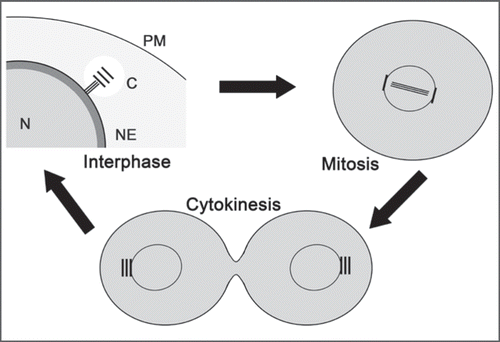 Figure 1 Localization of DdCenB at three stages of the cell cycle. DdCenB is shown as gray shading, the darkness of which corresponds to the amount of DdCenB. N, nucleus; NE, nuclear envelope; C, centrosome; PM, plasma membrane.