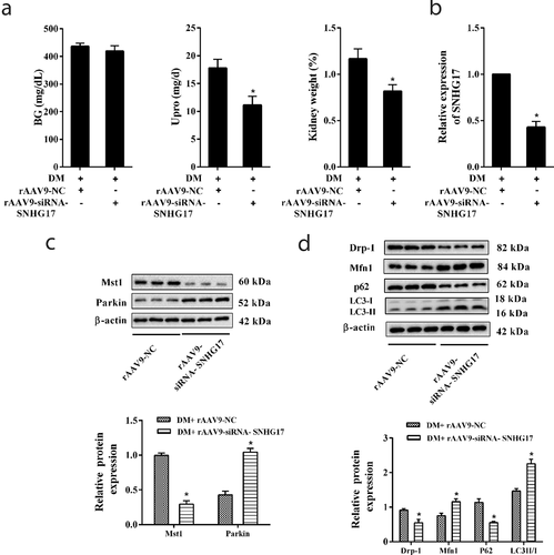 Figure 7. Silencing SNHG17 promoted mitophagy and relieved diabetic nephropathy (DN). Mice were divided into DM+rAAV9-NC (n = 7) and DM+rAAV9-siRNA-SNHG17 groups (n = 7). 100 μl rAAV9-siRNA-SNHG17 or rAAV9-NC was injected into the caudal vein of mice. Upro and kidney weight were measured at 12 weeks after the injection of rAAV9. After anesthetizing the mice, the renal cortex was isolated. Then, glomeruli were collected. a. BG level, Upro level, and kidney weight (%) were detected in the three groups. b. LncRNA SNHG17 expression in the glomeruli of mice was detected. c. Mst1 and Parkin protein levels in glomeruli were detected. d. The protein levels of Mfn1, p62, LC3, and Drp-1 in glomeruli were detected and the most representative bands were shown. *p < 0.05 vs DM+rAAV9-NC.