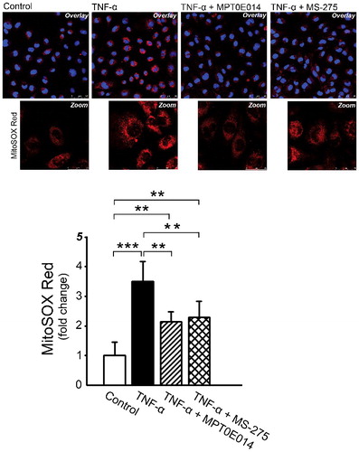 Figure 5. Effects of MPT0E014 and Class 1 histone deacetylase (HDAC) inhibition (MS-275) on mitochondrial reactive oxygen species (ROS) production. MPT0E014 and MS-275 (1 µM) attenuated increased mitochondrial ROS production in tumor necrosis factor (TNF)-α-treated cells. (n = 3 independent experiments per group). **P<0.01, ***P<0.005 analyzed by one-way repeated measures ANOVA with Fisher's LSD.