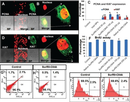 Figure 4 A–J Proliferative and neuroprotective potential of SurR9-C84A on differentiated SK-N-SH neuronal cells.Notes: Differentiated SK-N-SH cells were observed for expression of the proliferating markers PCNA and Ki67 in (A, D) untreated control and (B, E) SurR9-C84A-treated cells after treatment for 24 hours. Dose-dependent increased expression of PCNA and Ki67 was evident with the treatments in differentiated SK-N-SH cells. PCNA and Ki67 expression is shown in the fluorescein isothiocyanate (FITC) channel (green), and the nucleus is stained red with propidium iodide (PI). Bright-field (BF) and merge images are also shown. The arrow heads represent the PCNA expression. All the images were taken at 40×. (C) Histogram of means ± standard deviation of PCNA and Ki67 expression in the cells counted in five independent fields. (F) Bromodeoxyuridine (BrdU) assay in differentiated SK-N-SH cells after SurR9-C84A treatment. BrdU is an analog of thymidine, and dividing cells incorporate it into their deoxyribonucleic acid. Therefore, cells that are BrdU+ indicate proliferation and is concentration-dependent with the treatments. (G) Annexin-V-Fluos staining for the untreated controls, and (H) SurR9-C84A-loaded NP-treated cells. The treatment group were 98.1% annexin−, indicating the cytoprotective nature of SurR9-C84A. (I) PI staining for the untreated controls, and (J) SurR9-C84A-loaded NP-treated cells. SurR9-C84A-treated groups showed no significant difference for PI, indicating its neuroprotective potential. *P<0.05; **P<0.01. Data are represented as means ± standard deviation, n=3.Abbreviations: NPs, nanoparticles; PE-A, propidium iodide signal.