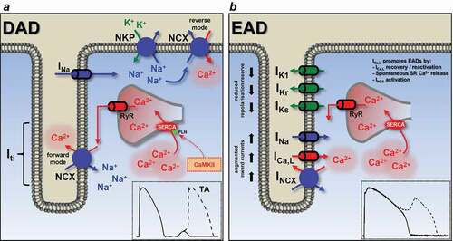 Figure 6. Basic mechanisms for early and delayed afterdepolarizations. (a) Factors involved in the generation of delayed afterdepolarizations (DAD). Increased [Na+]i elevates [Ca2+]i (and SR Ca2+ content) by switching NCX to reverse mode if the functional reserve of the NKP is reached. CaMKII phosphorylates phospholamban, also increasing SR Ca2+ content. High SR Ca2+ causes spontaneous Ca2+ release via the ryanodine receptors. This abnormal Ca2+ signaling switches NCX to forward mode, generating the transient inward current and this membrane depolarization can lead to triggered activity. Usually happens at high frequency, during diastole. Membrane potential recording shows a typical DAD. (b) Early afterdepolarization (EAD) occurs when the outward currents are reduced (reduced repolarization reserve) and/or the inward currents are enhanced. INa,late promotes EAD generation by the reactivation of ICa,L during the plateau phase, NCX activation and SR Ca2+ overload. Membrane potential recording shows a typical phase EAD. EAD, early afterdepolarization; DAD, delayed afterdepolarization; ICa,L, L-type Ca2+ current; IK1, inward rectifier K+ current; IKr, rapid component of delayed rectifier K+ current; IKs, slow component of delayed rectifier K+ current; INa, Na+ current; INCX, Na+/Ca2+ exchange; Iti, transient outward current; NKP, Na+/K+ pump; RyR, ryanodine receptor; SR, sarcoplasmic reticulum; SERCA, sarcoplasmic reticulum Ca2+-ATPase; TA, triggered activity