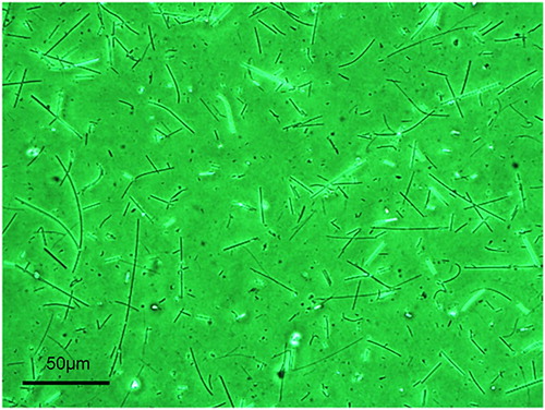 Figure 2. Typical image of fibers aerosolized by vortex shaking and collected on a filter taken by an optical phase contract microscope.