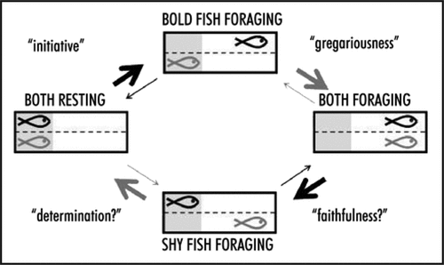 Figure 1 The possible states pairs of fish could be in when able to see each other. The experimental set-up enabled us to consider the specific foraging strategies of individuals in relation to the behavior of a partner fish. An individual fish leaving cover alone could be described as showing ‘initiative’ whereas an individual joining another to forage may be seen as ‘gregarious’. The ‘faithfulness’ of an individual could be described as their likelihood to stay with a partner and not return to the safe weeded area when both were foraging. Similarly, an individual's ‘determination’ could describe their likelihood to remain foraging alone once their partner fish had returned to cover (the latter two strategies are technically represented by the opposite of the highlighted arrows shown above).