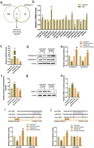 Figure 4. miR-3619 modulates ISO-induced melanin reduction via targeting CSTB and CSTD.