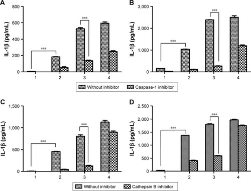 Figure 3 Effect of inflammasome inhibitors.Notes: Secretion of IL-1β after incubation of BMDMs (A) and BMDCs (B) with a caspase-1 inhibitor. Secretion of IL-1β after incubation of BMDMs (C) and BMDCs (D) with a cathepsin B inhibitor. All data were obtained in triplicate and are presented as the mean ± SD. ***p<0.001. The concentration unit of the X-axis is µg mL−1, and poly-(dA:dT) is 2 µg mL−1 (1: control, 2: 5 µg mL−1, 3: 10 µg mL−1, 4: poly-(dA:dT)).Abbreviations: BMDCs, bone marrow-derived dendritic cells; BMDMs, bone marrow-derived macrophages; poly-(dA:dT), poly(deoxyadenylic–deoxythymidylic).