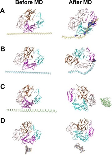 Figure 8 MD simulations of the interaction of Pfu polymerase with PAA (A), PAM (B), PEG (C) and pSB (D).Abbreviations: MD, molecular dynamics; PAA, polyacrylic acid; PAM, polyacrylamide; PEG, polyethylene glycol; pSB, poly(sulfobetaine).