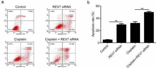 Figure 3. Effect of REV7 siRNA on the apoptosis of U251 cells. (a–b) The apoptosis rate was measured by flow cytometry after Cisplatin and REV7 siRNA treatment. ** p < 0.01. PI,; ANNEXIN-V-F