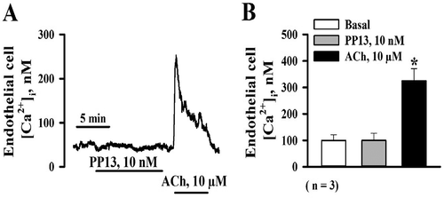 Figure 6. (A) Tracing of endothelial calcium (EC [Ca2+]i) in an isolated, pressurized uterine arcuate artery from a mid-pregnant rat showing that a high concentration of PP13 (10 nM) did not alter basal calcium levels, while subsequent addition of ACh (10 µM) induced rapid, significant [Ca2+]i elevation. (B) A summary graph demonstrating lack of changes in EC [Ca2+]i to application of PP13. In the same arteries, ACh induced a marked increase in EC [Ca2+]i. Data are reported as mean ± SEM, n = number of experiments. *p < 0.05.
