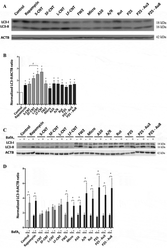 Figure 2. Quantification of autophagy markers and autophagy flux. (a) Representative western blot images of LC3 in RAW 264.7 macrophages exposed to 50 µg/mL particles for 6 h. ACTB was used as loading control. (b) Quantification of LC3-II protein expression levels. (c) Representative western blot images of LC3 in RAW 264.7 macrophages exposed to 50 µg/mL of particles for 6 h in the presence or absence of Baf-A1 (final concentration: 100 nM). ACTB was used as a loading control. (d) Quantification of protein expression levels for LC3-II. Data are given as mean ± SEM. *, p < 0.05 versus control condition.