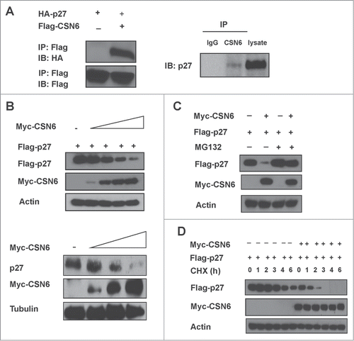 Figure 1. CSN6 interacts with p27 and regulates its stability. (A) Indicated expression vectors were transfected into 293T cells. Lysates were analyzed by IP with Flag and IB with anti-HA. CSN6 interacts with endogenous p27. Lysates of HCT116 cells were prepared and equal amounts of cell lysates were analyzed by immunoprecipitation (IP) with either control mouse IgG or CSN6 and analyzed by immunoblotting (IB) with anti-p27. (B) CSN6 reduced the steady-state expression of p27 in a dose-dependent manner. 293T cells were co-transfected with the indicated expression vectors. Equal amounts of protein from cell lysates were analyzed by immunoblotting with the indicated antibodies. Knockdown of CSN6 upregulates the expression of p27 protein level. Lysates of HCT116 cells infected with either CSN6-shRNA or control shRNA were analyzed by IB with the indicated antibodies. (C) CSN6-mediated destabilization of p27 is proteasome-dependent. 293T cells co-transfected with the either Myc-CSN6 or vector control was treated with or without proteasome inhibitor MG132 before collecting lysates. Lysates were immunoblotted with indicated antibodies. (D) CSN6 increases the turnover of p27. 293T cells co-transfected with the indicated expression vectors were treated with cycloheximide (CHX) (100 µg/ml) for the indicated times. Equal amounts of protein from cell lysates were immunoblotted with indicated antibodies.