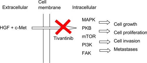 Figure 1 Mechanism of action of tivantinib.