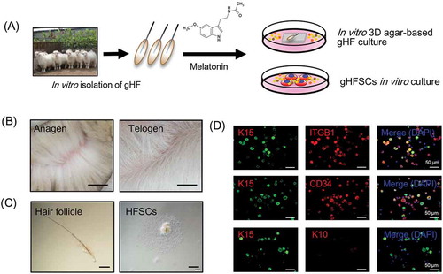 Figure 1. gsHFSCs in vitro isolation pipeline and characterization. (A) Schematic diagram of the Cashmere gsHFSCs in vitro culture and single hair follicle in vitro agar based 3-D culture system. (B) Representative images obtained from anagen and telogen Shaanbei White Cashmere goat back skin. Scale bar, 1.5 cm. (C) Representative image of anagen Cashmere goat secondary hair follicles and in vitro cultured gsHFSCs. Scale bar, 400 μm. (D) Co-immunofluorescent staining of the hair follicle stem cell markers ITGB1, K15, CD34 and non-hair follicle stem cell marker K10 in gsHFSCs. Scale bar, 50 μm