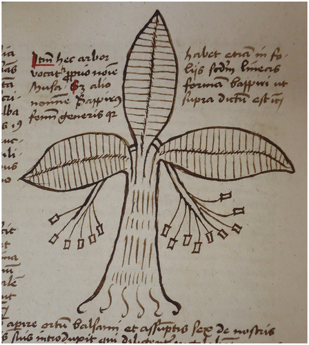 Figure 5. Musa tree, reproduced by kind permission of the Staatliche Bibliothek Neuburg an der Donau, Sign: 04/Hs. INR 10 (Eigentümer: Studienseminar Neuburg an der Donau), p. 100.