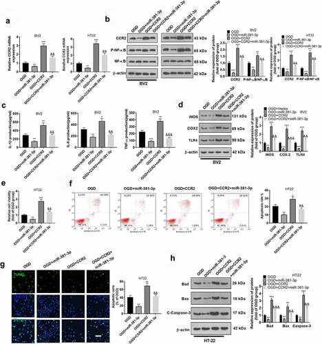 Figure 5. miR-381-3p weakened microglial inflammation and hippocampal neuron apoptosis resulting from overexpression of CCR2. CCR2 overexpression plasmid and miR-381-3p mimics were transfected together into BV2 microglia or HT22 neurons induced by OGD. A and B: CCR2 expression in BV2 microglia and HT22 neurons was determined by qRT-PCR and Western blot. C: ELISA was implemented to confirm the profiles of IL-6, IL-1β, and TNF-α in BV2 microglia. D: Western blot was utilized to check the profiles of inflammatory proteins (iNOS, COX-2, TLR4) in BV2 microglia. E: CCK8 monitored HT22 neuron proliferation. F: HT22 neuron apoptosis was tracked by flow cytometry. G: TUNEL assay ascertained the apoptotic level of HT22 cells. Scale = 50 μm. H: The profiles of apoptotic proteins (Bad, Bax, and Caspase3) in HT22 neurons were figured out via Western blot. *P < 0.05, **P < 0.01, ***P < 0.001 (vs. the OGD group), &&P < 0.01, &&&P < 0.001 (vs. the OGD+CCR2 group). Statistics were displayed as mean ±SD, N = 3.