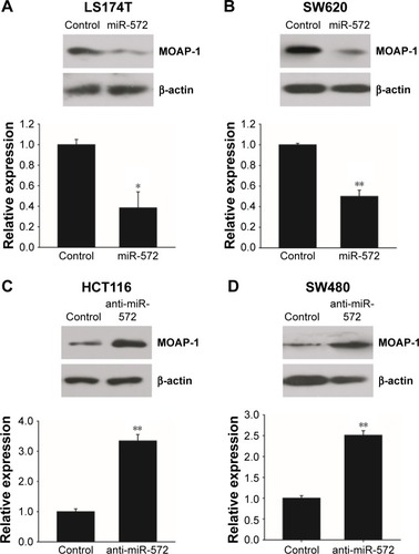 Figure 4 miR-572 downregulated MOAP-1 protein expression.