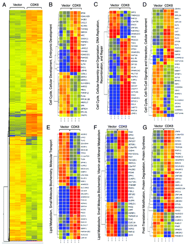 Figure 3. Genome-wide analysis of CDK8-regulated transcriptome. (A) Treeview of genes that are differentially regulated by CDK8. Red color indicates upregulated genes, while blue color indicates downregulated genes. (B–G) Ingenuity Pathway Analysis illustrates the differentially regulated gene networks and biological pathways following CDK8 overexpression.