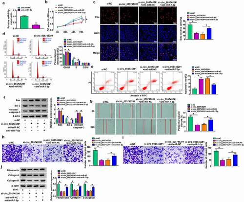 Figure 4. Circ_0057452 regulated the proliferation, cell cycle, migration, invasion, apoptosis, and collagen synthesis of KFs by sponging miR-7-5p. (a) The expression of miR-7-5p was examined by qRT-PCR in KFs transfected with anti-miR-NC or anti-miR-7-5p. (b-i) KFs were transfected with si-NC, si-circ_0057452#1, si-circ_0057452#1 + anti-miR-NC, or si-circ_0057452#1 + anti-miR-7-5p. (b and c) MTT assay and Edu assay were utilized to evaluate proliferation ability. (d and e) Cell cycle distribution and cell apoptosis were detected by flow cytometry analysis. (f) The protein levels of Bax, Bcl-2 and cleaved-caspase-3 were analyzed by western blot assay. (g) Cell migration was evaluated by wound healing assay (×40). (h and i) Transwell assay was used to detect cell migration and invasion (×100). (j) The protein levels of fibronectin, collagen I and collagen III were examined by western blot assay. *P < 0.05.