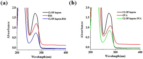 Figure 3. The UV-Vis spectroscopy of CLOP-hapten, conjugates and proteins (BSA and OVA); (a) Confirmation of CLOP-hapten-BSA (immunogen); (b) Confirmation of CLOP-hapten-OVA (coating antigen).