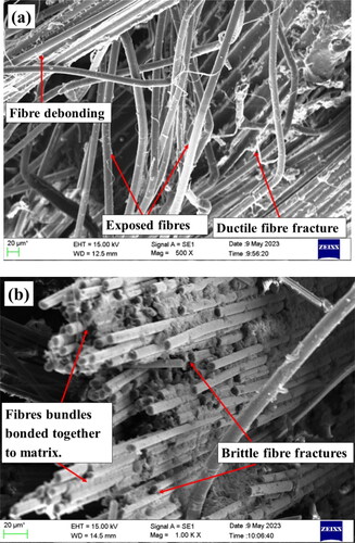 Figure 11. SEM images of fractured tensile specimens (a) AFRP and (b) BFRP.