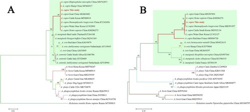 Figure 3. Phylogenetic analysis of A. capra sp. nov identified in this study based on 16S rRNA (1261 bp, A) and gltA (594 bp, B) genes. The trees were constructed using NJ method with MEGA 7.0 software and the numbers on the tree indicate bootstrap values for the branch points. Bootstrap analysis was performed with 1000 replicates. Numbers on the branches indicate percent support for each clade. Red font denotes the sequences obtained in this study. Rickettsia raoultii was used as outgroup. The green background represents intraerythrocytic Anaplasma spp.