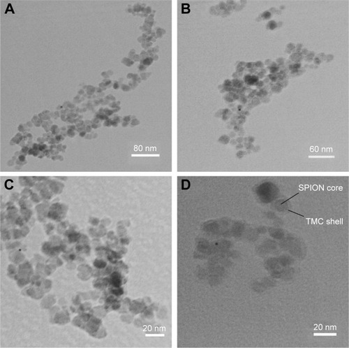 Figure 5 TEM images of (A) MNPs, (B) TMC–MNPs, (C) BN–TMC–MNPs, and (D) DOTA–BN–TMC–MNPs.Abbreviations: TEM, transmission electron microscopy; MNP, magnetic nanoparticle; TMC, N,N,N-trimethyl chitosan; BN, bombesin; DOTA, S-2-(4-isothiocyanatobenzyl)-1,4,7,10-tetraazacyclododecane tetraacetic acid; SPION, superparamagnetic iron oxide nanoparticle.