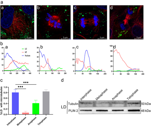 Figure 2. No contact of LDs with microtubules (MTs) during interphase cytokinesis. (a) LDs in contact with MTs in different phases. a: prophase. b: metaphase. c: anaphase. d: telophase. Blue: chromosome. Green: LDs. Red: MTs. (b) Relative positions of LDs and MTs in the cell at different images were determined using the “Radial Profile”. a: prophase. b: metaphase. c: anaphase. d: telophase. (c) Percentage of LDs in contact with MTs at different simultaneous images. (d) Expression levels of MT proteins on LDs were measured at different simultaneous images. ***p < 0.01; all values are shown as mean ± SEM.