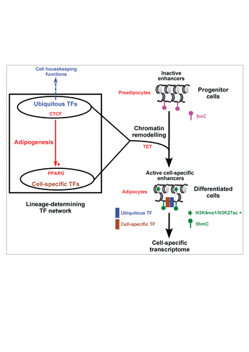 Figure 1. Involvement of ubiquitous TFs in the transcriptional regulation of cell differentiation. The main concepts discussed in the manuscript are summarized (see text for details). The absence or presence of histone modifications that characterize active enhancers (H3K4me1 and H3K27ac) is indicated together with DNA methylation (5mC) and DNA hydroxymethylation (5hmC). H3K4me1, monomethylation of histone H3 lysine 4; H3K27ac, acetylation of histone H3 lysine 27; 5mC, 5-methylcytosine; 5hmC, 5-hydroxymethylcytosine.