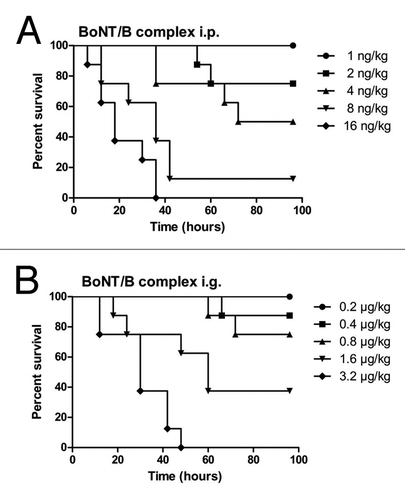 Figure 4. Survival curves of the mice treated with BoNT/B complex via different routes. BoNT/B complex was treated i.p. (A) and i.g. (B). Percentage of survival was plotted over time. Groups of 8 mice were used at each dosage level and five-dose levels were tested per experiment as described in Materials and Methods. The animals were observed for death over a period of 96 h.