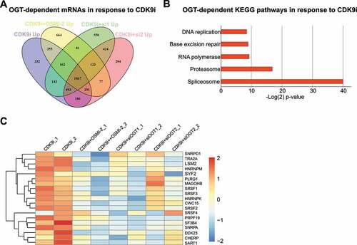 Figure 1. Inhibition of CDK9 activity increases the levels of spliceosome mRNAs in an OGT-dependent manner. A) Venn diagram showing CDK9/OGT inhibition effects on mRNA upregulation. Cells were treated for 4 hours with 0.5 µM AT7519, 40 µM OSMI-2 or OGT knockdown (si1 and si2 for 48 hours) before RNA-seq. Transcripts whose levels were statistically significantly increased are shown (p < 0.01). B) KEGG pathway enrichment analysis of mRNAs, which were selectively increased in response to CDK9 inhibition (332 mRNAs). C) OGT inhibition using OSMI-2 or OGT knockdown (siOGT) block AT7519 induced increase in the spliceosomal mRNAs discovered in B.