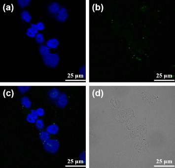 Figure 7. Confocal fluorescence microscopy images of the free dODN treated 22rv1 cells: (a) the channel for observing the nuclei stained with DAPI, (b) the channel for observing the FAM-labeled dODN, (c) the merged image of (a) and (b), and (d) the bright-field image of the cells.