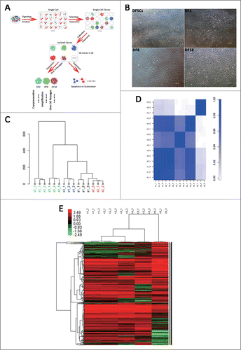 Figure 1. (A) The isolation procedure for single sub-clone. (B) Three sub-clones (DF2, DF8 and DF18) were isolated from heterogeneous DFSCs (Scale bar: 100 μm). (C-E) hclust, correlation and heat map analysis of Gene Expression Array for sub-clones and DFSCs. (s1:DF2, s2:DF12, s3:DF8, s4:DF18, s5: DFSCs).