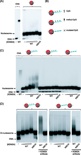 Fig 1 KDM2A interacts specifically with linker DNA in vitro. (A) KDM2A efficiently binds to the naked 147-bp 601 nucleosome positioning DNA (left-hand panel) but binding is completely inhibited when a nucleosome is positioned on this same DNA sequence (right-hand panel), as analyzed by EMSA. The K601A mutant version of KDM2A lacks DNA binding activity. The positions of free DNA and nucleosomal DNA are indicated to the left of the panel with arrows. (B) Nucleosomes were reconstituted using a DNA substrate with 216 bp of DNA. The cartoon indicates nucleosomes in which the extranucleosomal DNA has CpG dinucleotides (top, open lollypop), methylated CpG dinucleotides (middle, closed lollypop), or mutated CpG dinucleotides (bottom, with x). (C) KDM2A interacts specifically with nucleosomes that have CpG dinucleotides in the extranucleosomal DNA but not in the same fragments when methylated or mutated. (D) Dinucleosome substrates that have 48 bp of linker DNA were reconstituted with the CpG dinucleotides in the linker DNA either intact (left panels) or mutated (right panels). KDM2A bound specifically to the dinucleosome with intact linker CpG dinucleotides, as indicated by the protein concentration-dependent nucleosome mobility shift and capacity to supershift this species with a KDM2A-specific antibody (left-hand panels). Mutation of the CpG dinucleotide in the linker DNA resulted in a loss of binding (right-hand panels).