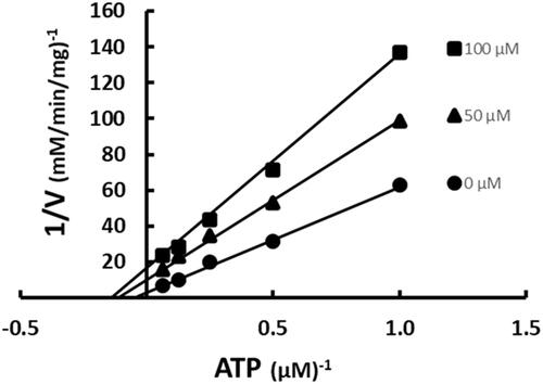 Figure 8. Inhibition of ACC by SABA1 with respect to ATP. The concentration of ATP was varied at fixed increasing concentrations of SABA1. Acetyl-CoA was held constant at subsaturating levels. Curves are the best fit of the data to EquationEquation (2)(2) v=VAKm(1+IKis)+A(1+IKii)(2) . Points are the experimentally obtained velocities.
