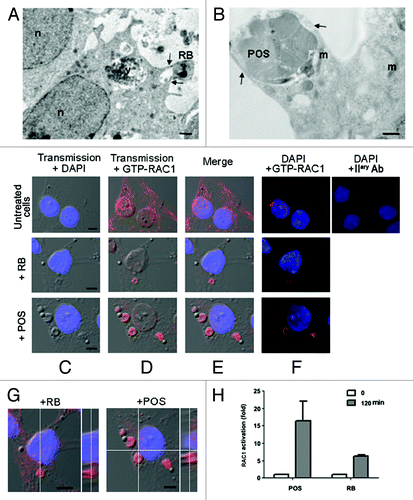 Figure 2. Sertoli cells engulf RB or POS via pseudopod protrusions, driven by small GTPase RAC1. In (A and B), EM images showing engulfment of either RB (A) or POS (B) via pseudopod protrusions as indicated by the arrows. In (C–F), immunostaining and confocal microscopy analysis of RAC1 activation (GTP-RAC1 staining) in either untreated Sertoli cells or in Sertoli cells exposed to either RB or POS, in (C), transmission pictures were merged with DAPI stained nuclei (blue), in (D) with GTP-RAC1 staining (red), in (E) with both DAPI staining and (blue) and GTP-RAC1 or in (F) dark–field of DAPI staining (blue) and GTP-RAC1. In (G), confocal microscopy slicing of GTP-RAC1 staining of Sertoli cells exposed to either RB or POS. In (H), a graph representing fold increase of RAC1 activation in Sertoli cells either not exposed to- or after 2 h exposure to either POS or RB. Abbreviations: m, mitochondrion; n, nucleus; v, degradative vacuole. Scale bars: (A and B) 1 μm; (C–F) 5 μm.