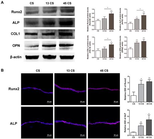 Figure 3 Osteogenic protein expression in PDLSC sheets. (A) Western blot of Runx2, ALP, COL1, and OPN and quantification. (B) Immunofluorescent analysis of Runx2 and ALP expression and quantification. *p<0.05, **p<0.01.