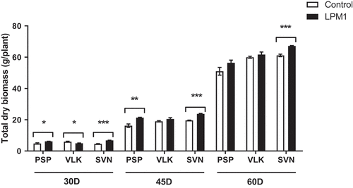 Figure 5. Total dry biomass of bell pepper varieties under shade house conditions. (PSP) Prosperity, (VLK) Valkiria, and (SVN) Sven at 30, 45, and 60 days after inoculation with Bacillus subtilis LPM1 (black bars) and uninoculated control (white bars). Level of significance: *, p ≤ 0.05; **, p ≤ 0.01, ***, p ≤ 0.001. (One-way ANOVA, Bonferroni posttest at p ≤ 0.05).