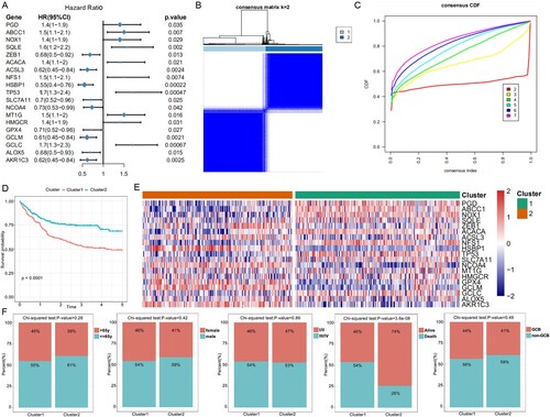 Figure 1. Molecular classification and verification based on FRGs. (A) Forest plots show the association between gene expression of the FGRs and OS using univariate Cox regression analysis. (B) The consensus score matrix of all samples when k = 2. A higher consensus score between two samples indicates they are more likely to be grouped into the same cluster. (C) The cumulative distribution functions of the consensus matrix for each k (indicated by colors). (D) The OS of the DLBCL patients in the two clusters demonstrated by Kaplan–Meier curves. (E) Heatmaps show the different expression levels of the 19 FRGs. (F) Composition ratio of the two subgroups for clinical characteristics such as stage, age, gender, outcome, and pathological subtype.